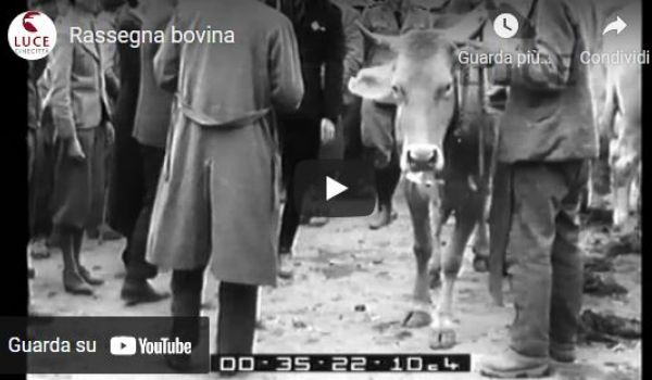 1937: Rassegna Bovina a Malles (Istituto Luce) 